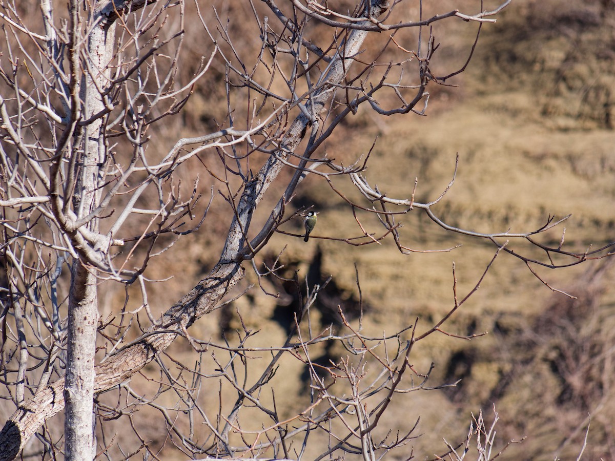 シジュウカラ - ML647886432