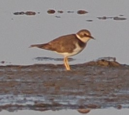 コチドリ - ML647886433