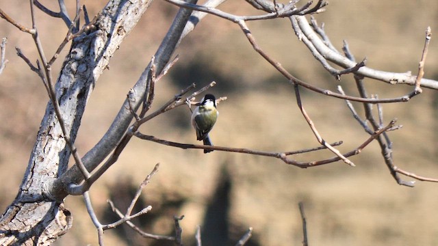 白頰山雀 - ML647886435