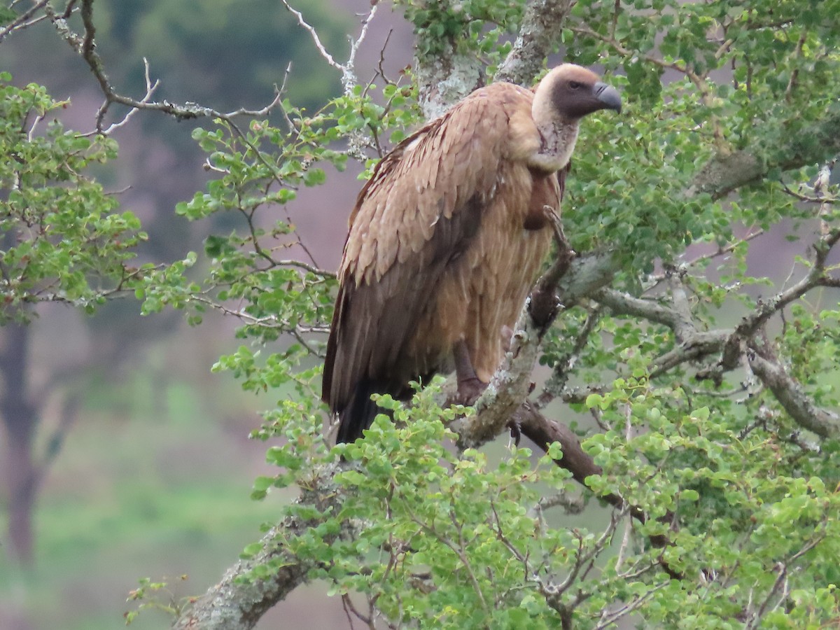 White-backed Vulture - ML647886450