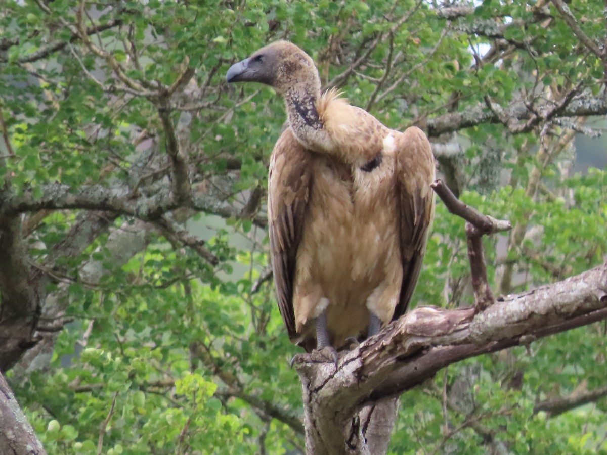 White-backed Vulture - ML647886452