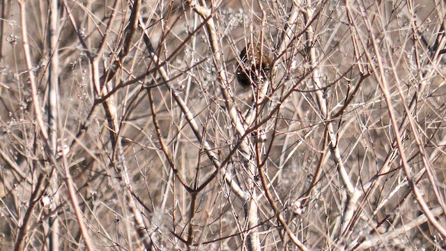 鷦鷯 - ML647886475