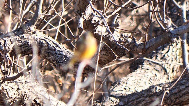 金翅雀 - ML647886488