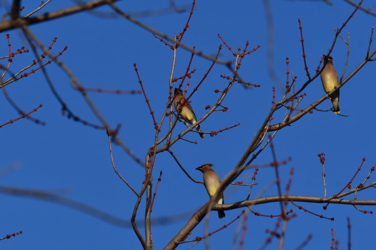 Cedar Waxwing - ML647886496
