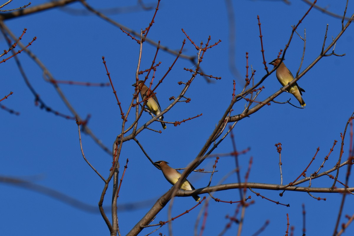 Cedar Waxwing - ML647886497