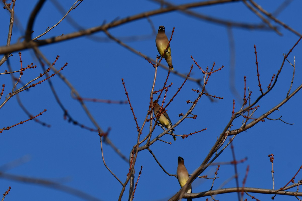 Cedar Waxwing - ML647886498