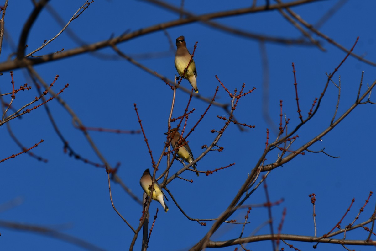 Cedar Waxwing - ML647886501