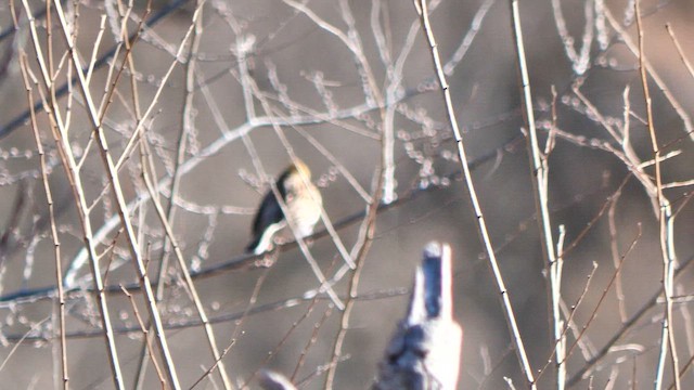 黃喉鵐 - ML647886511