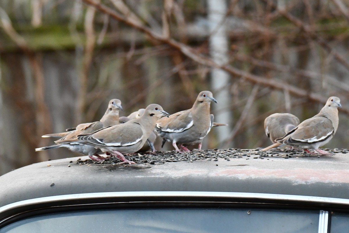 White-winged Dove - ML647886525