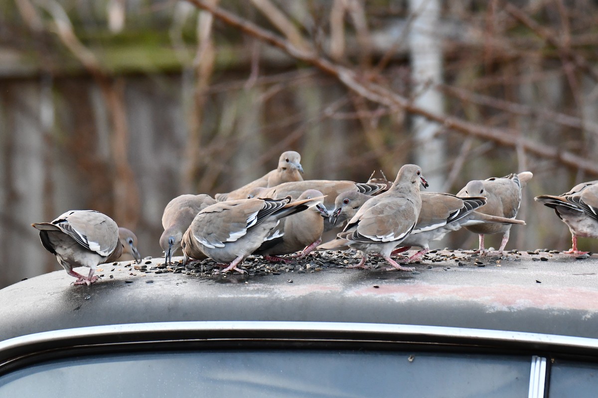 White-winged Dove - ML647886526