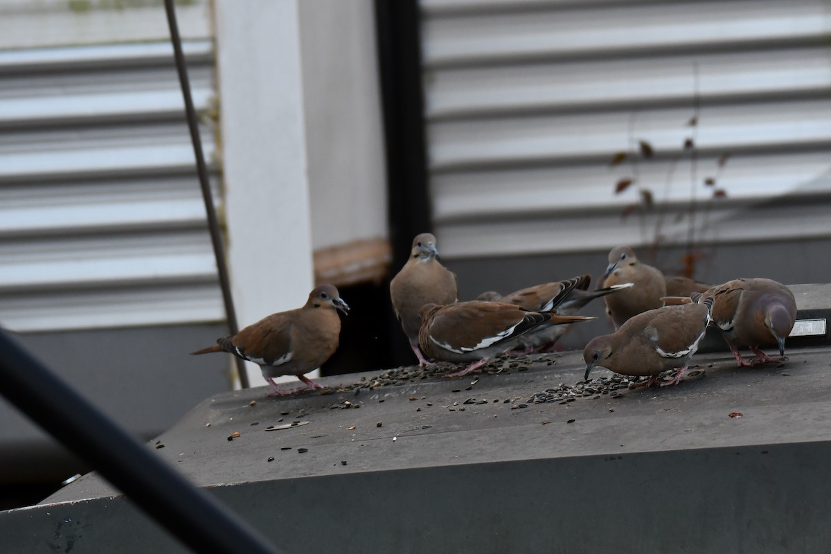 White-winged Dove - ML647886528