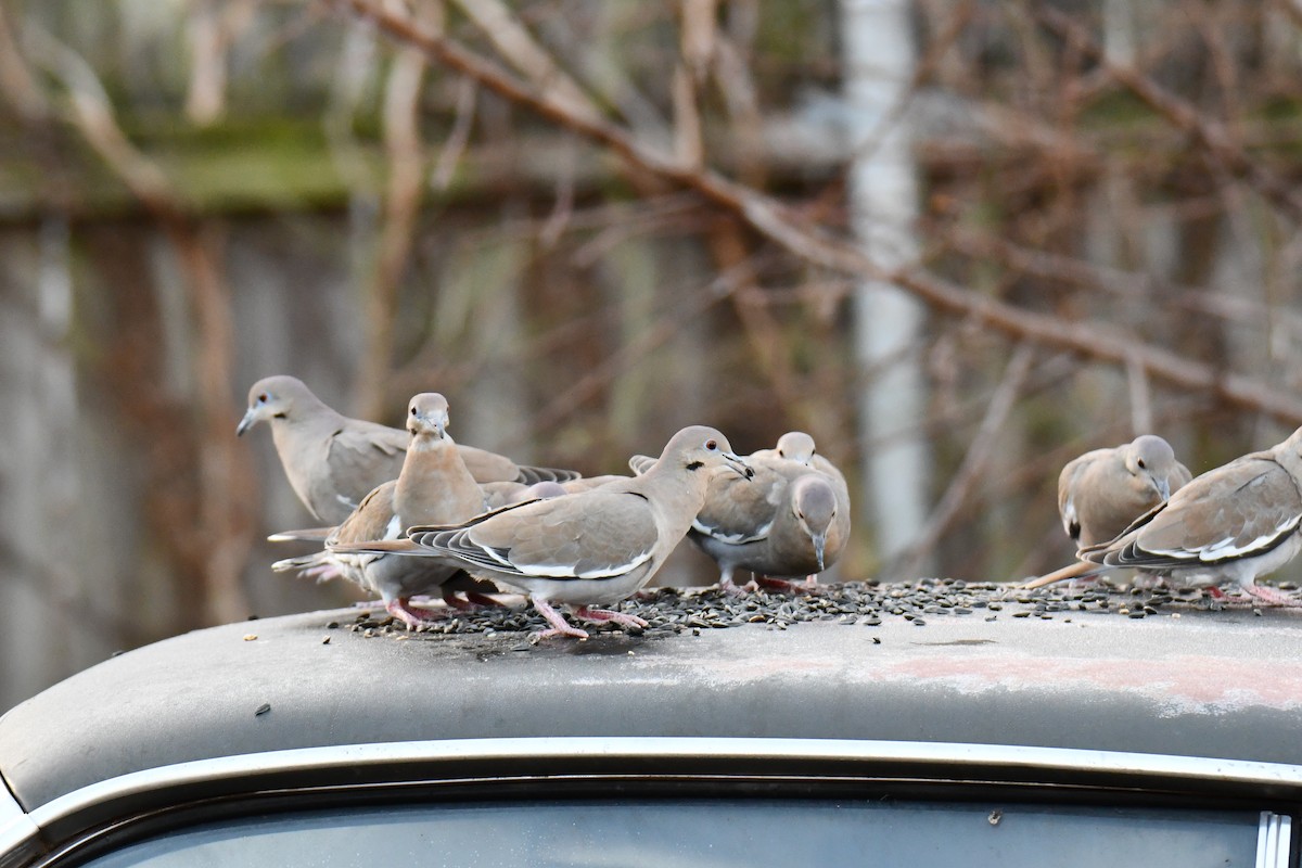 White-winged Dove - ML647886529