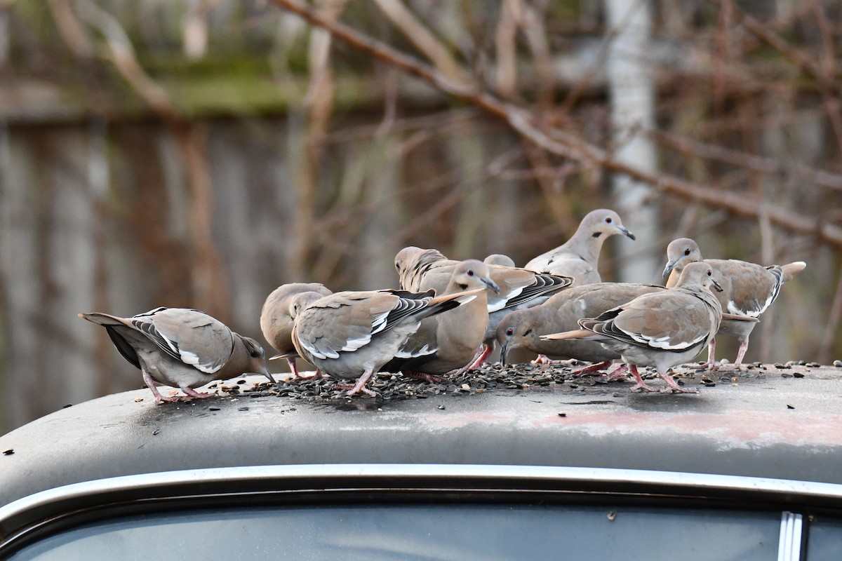White-winged Dove - ML647886530