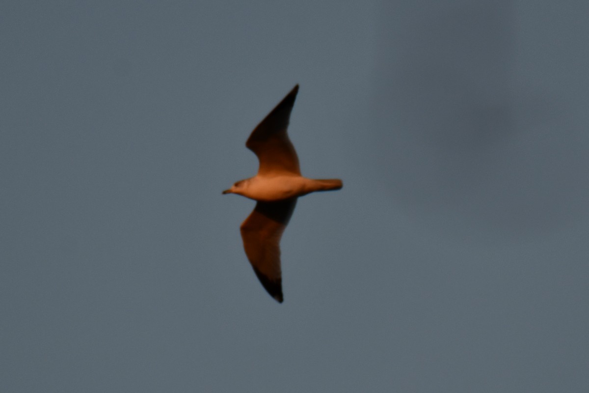 Ring-billed Gull - ML647886547