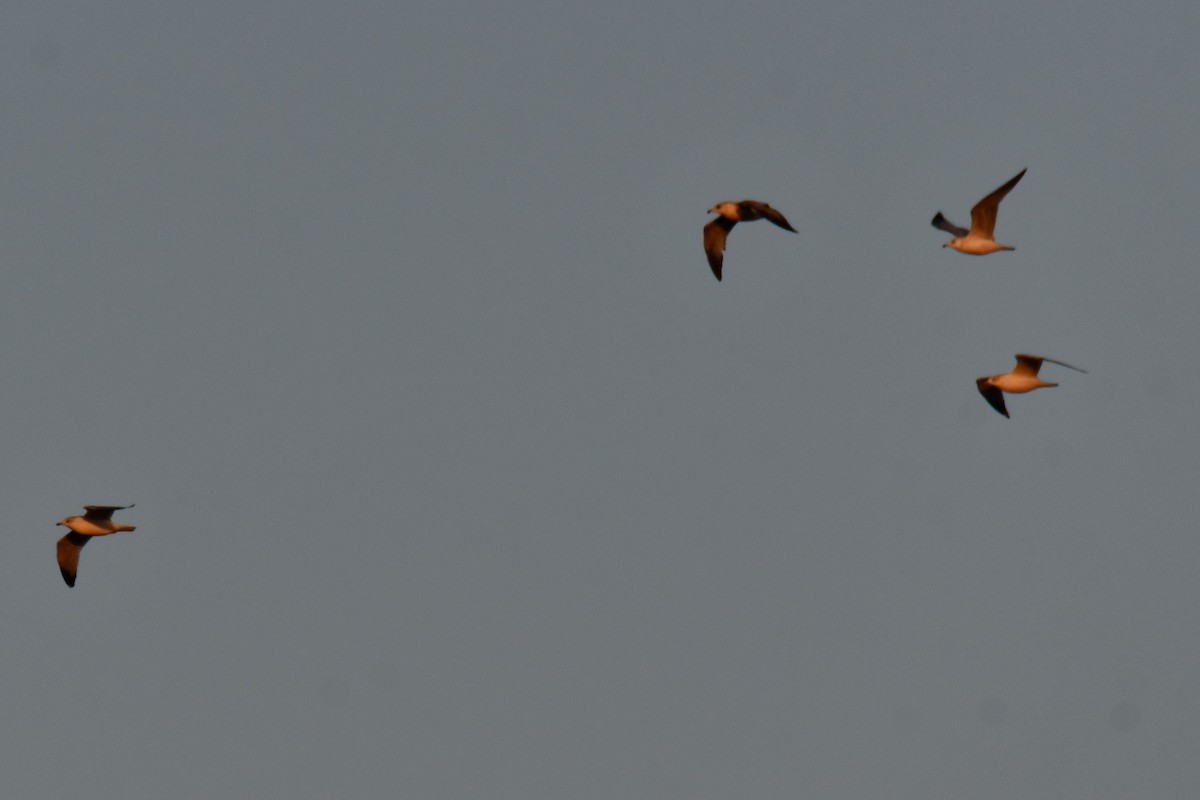 Ring-billed Gull - ML647886548