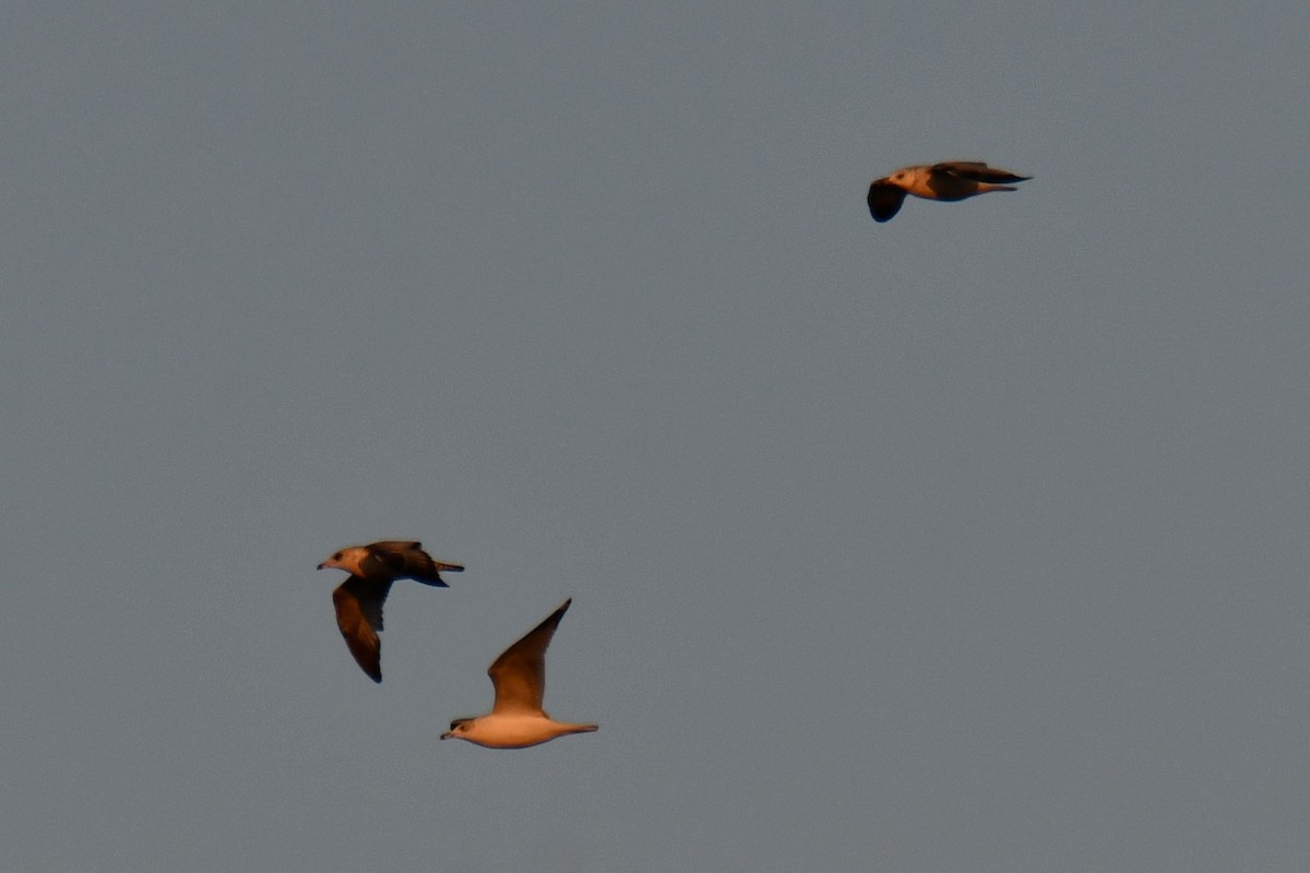 Ring-billed Gull - ML647886549