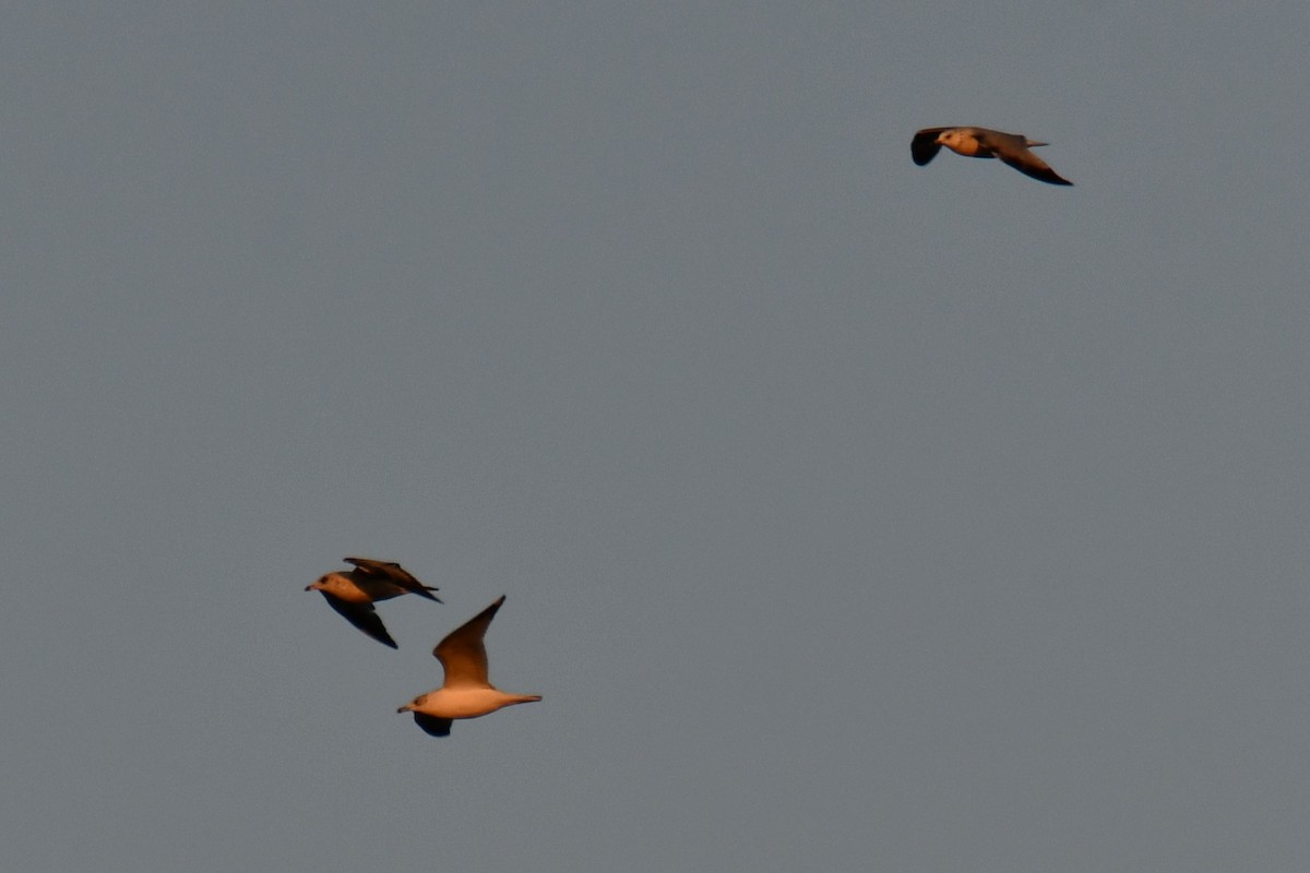 Ring-billed Gull - ML647886550