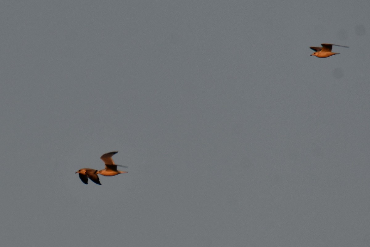 Ring-billed Gull - ML647886551