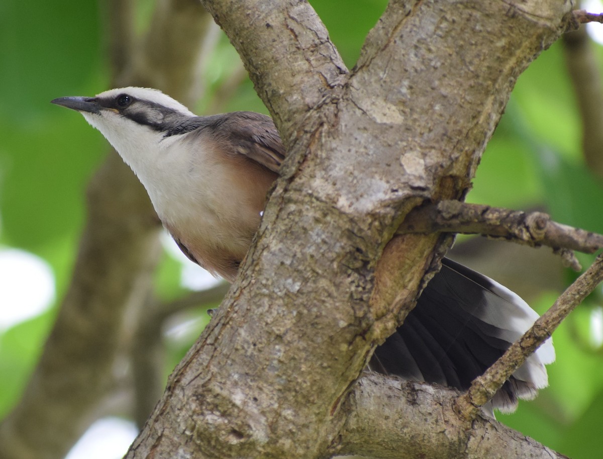 Gray-crowned Babbler - ML647886571