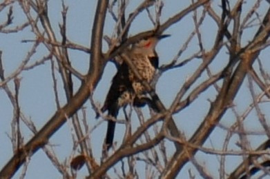 Northern Flicker - ML647886573