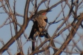 Northern Flicker - ML647886574