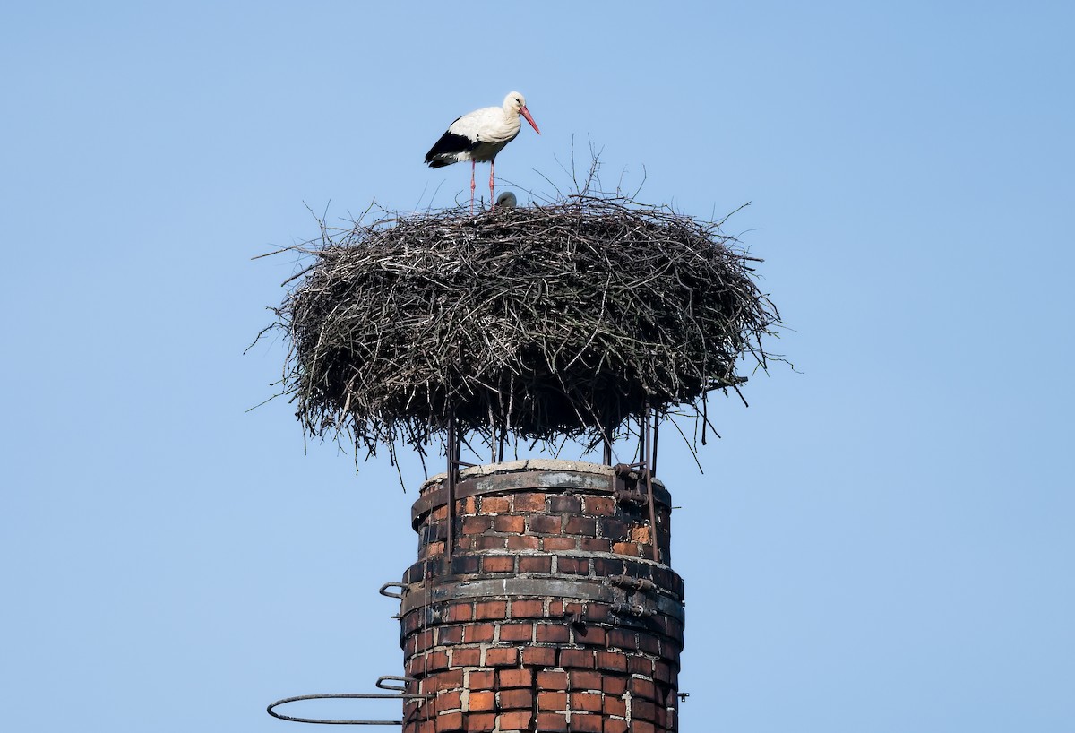 White Stork - ML647886577