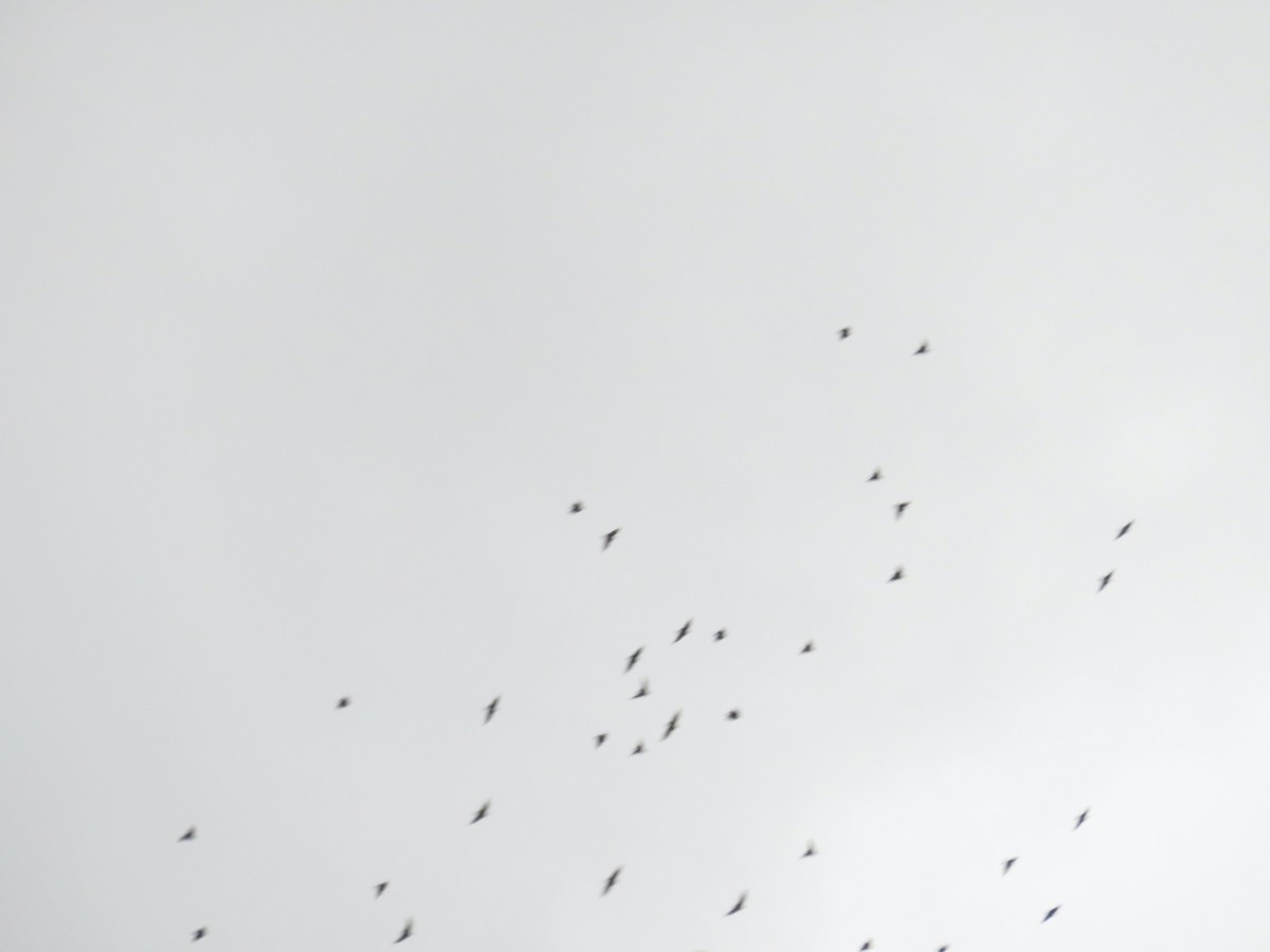 European Starling - ML647886579