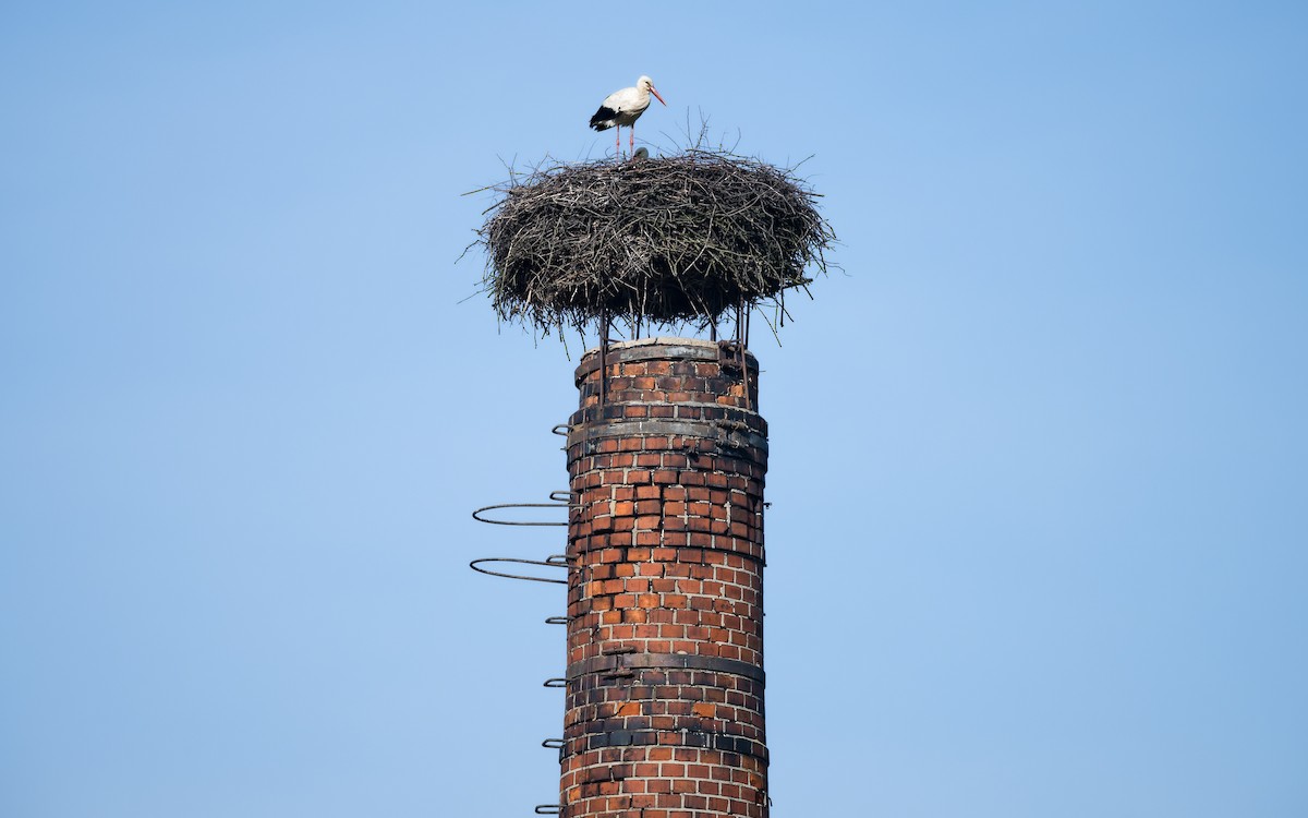 White Stork - ML647886580