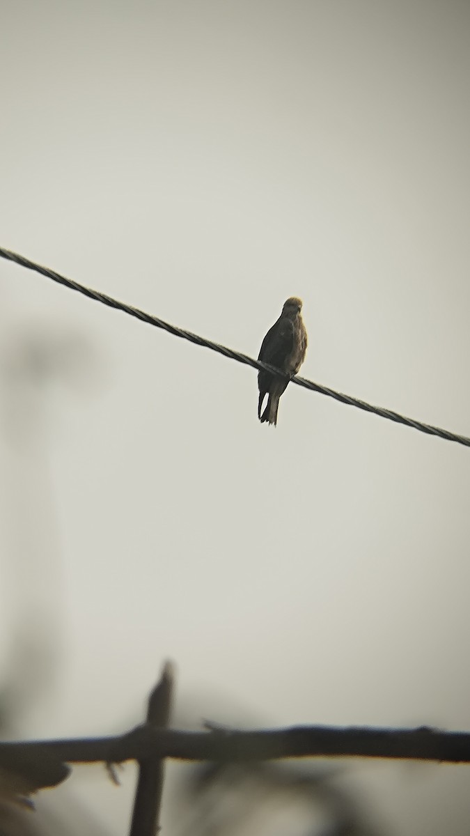 Black Kite - ML647886581