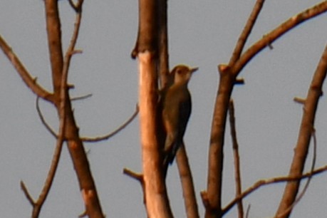 Red-bellied Woodpecker - ML647886582