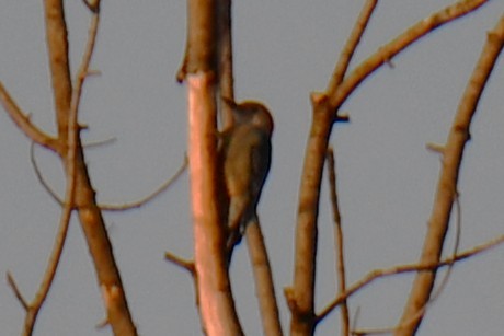 Red-bellied Woodpecker - ML647886584