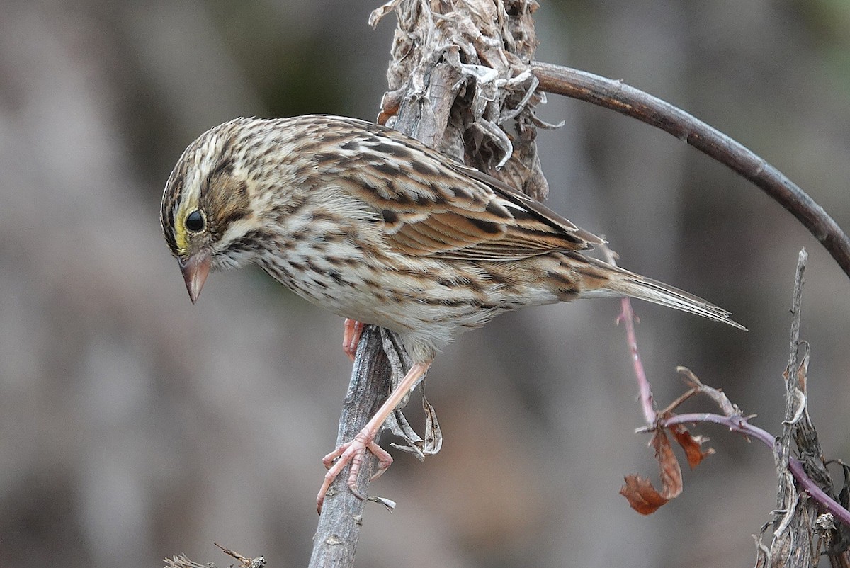 Savannah Sparrow - ML647886585