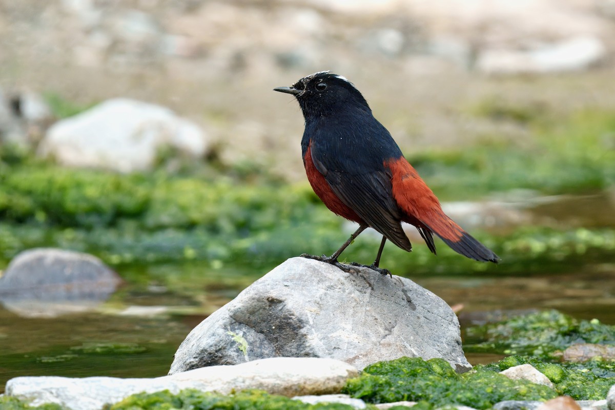 White-capped Redstart - ML647886586
