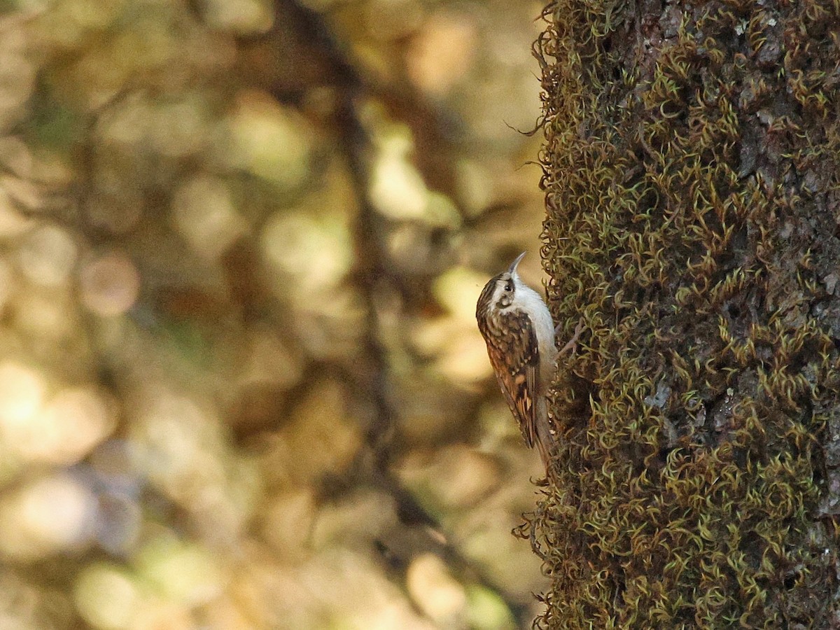 Hodgson's Treecreeper - ML647886588