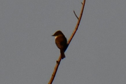 Eastern Phoebe - ML647886589