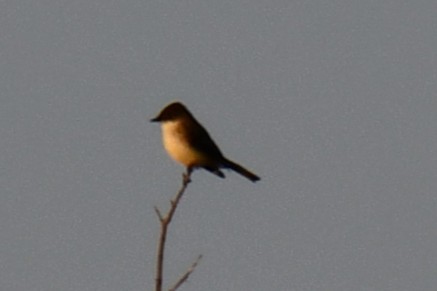 Eastern Phoebe - ML647886590