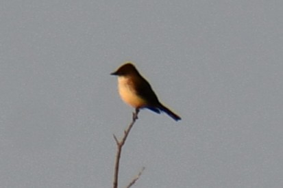 Eastern Phoebe - ML647886591