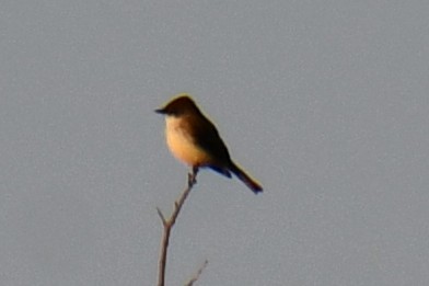 Eastern Phoebe - ML647886592
