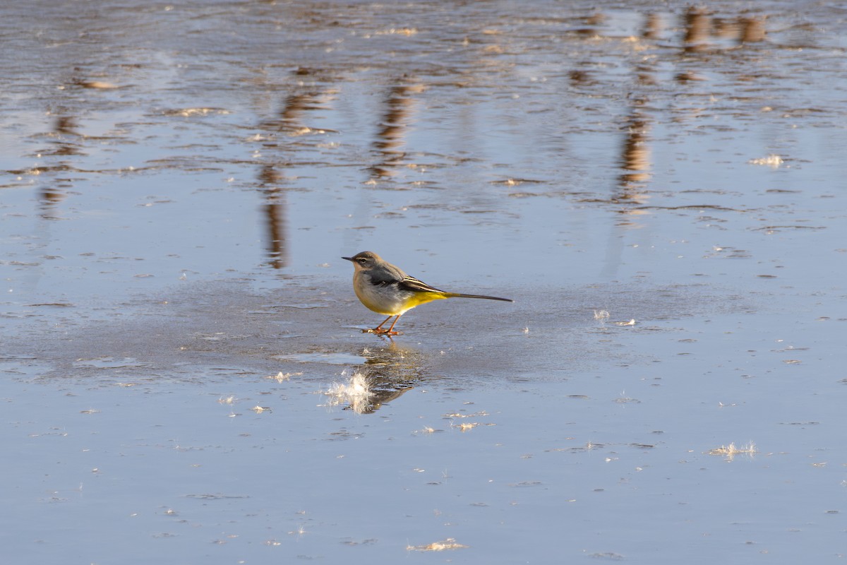 Gray Wagtail - ML647886593