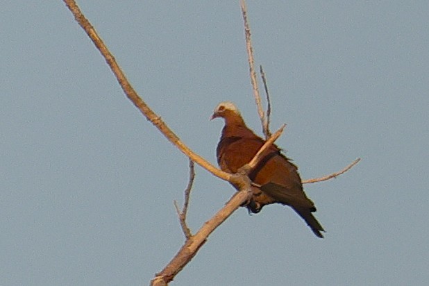 Pale-capped Pigeon - ML647886594