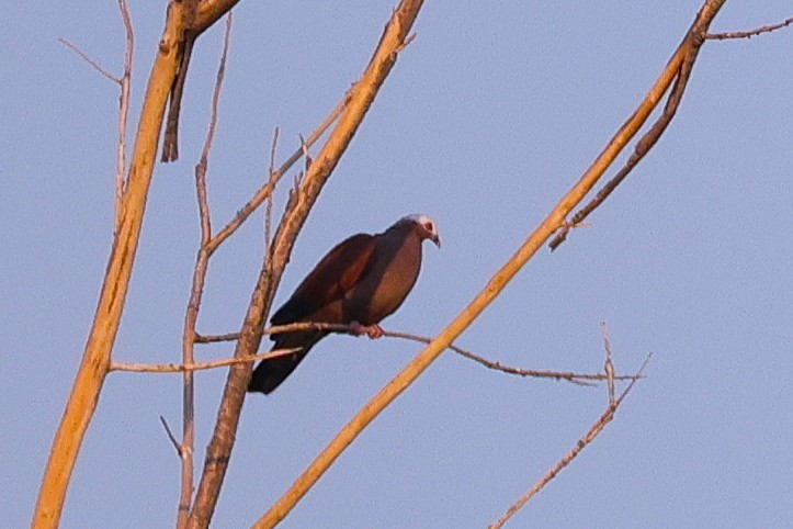 Pale-capped Pigeon - ML647886595