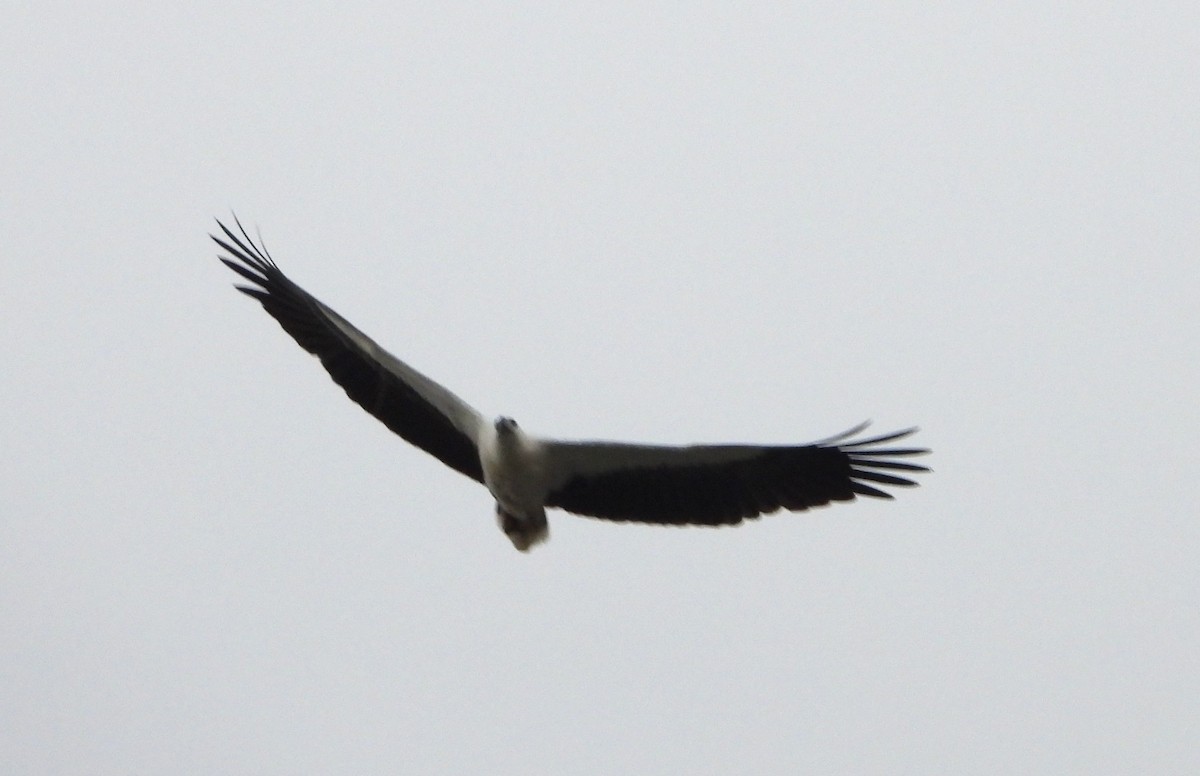 White-bellied Sea-Eagle - ML647886596
