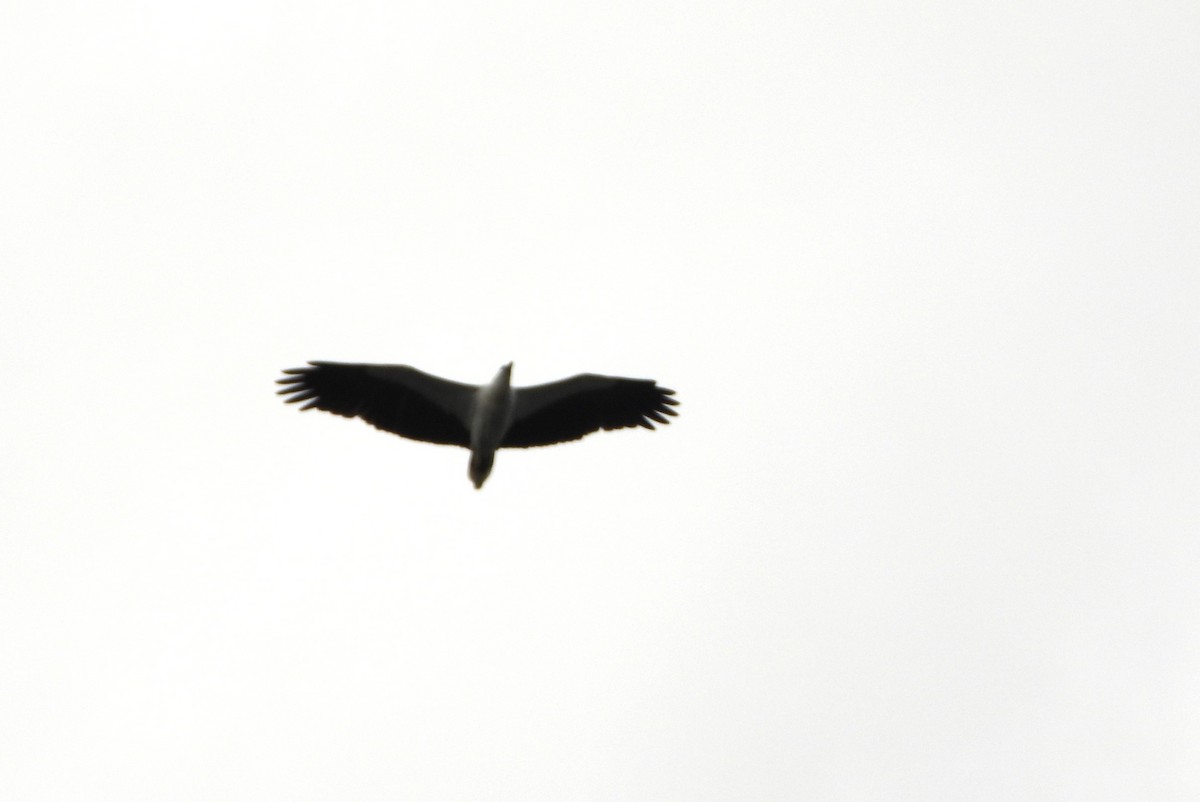 White-bellied Sea-Eagle - ML647886597