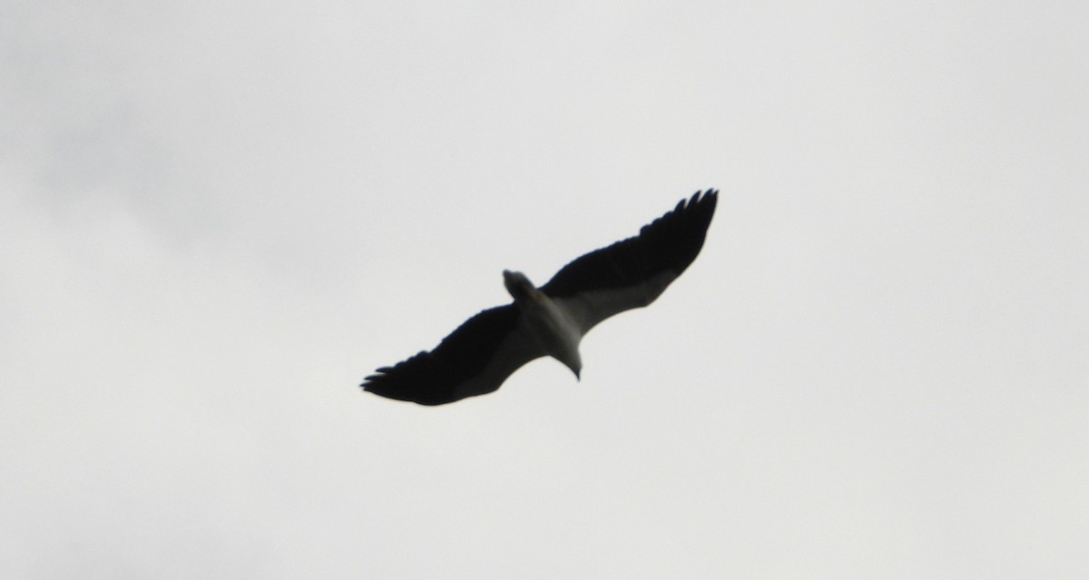 White-bellied Sea-Eagle - ML647886598