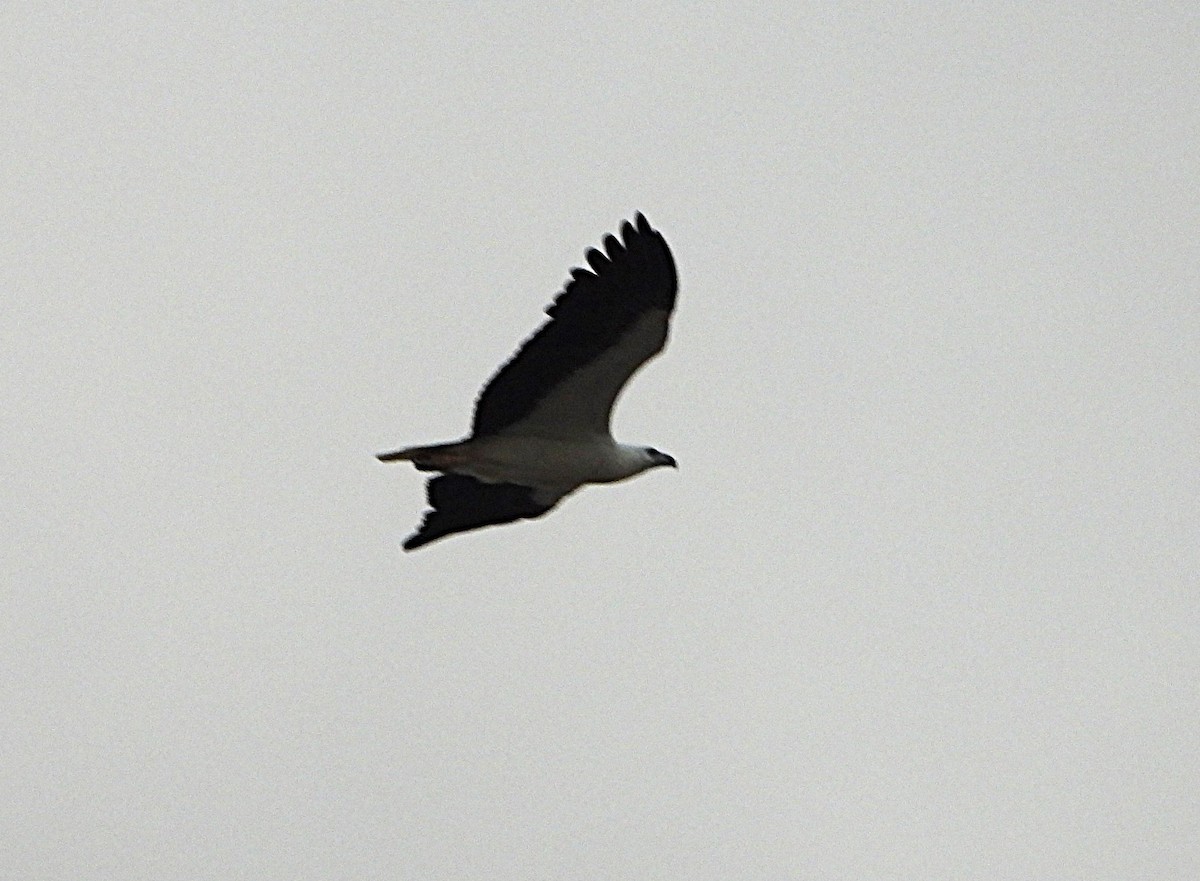 White-bellied Sea-Eagle - ML647886599