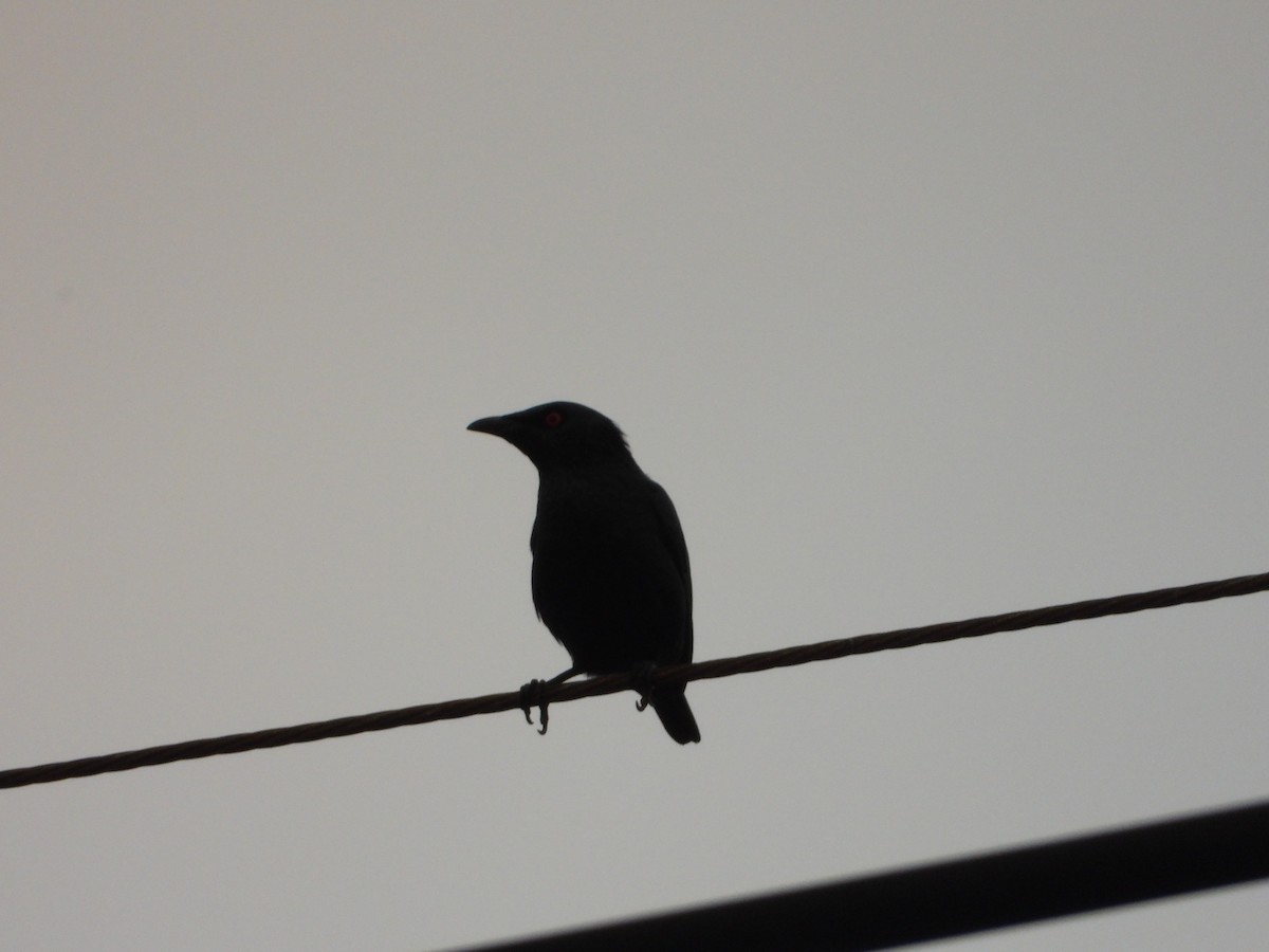 Asian Glossy Starling - ML647886600