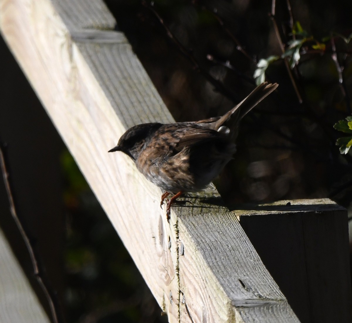 Dunnock - ML647886601