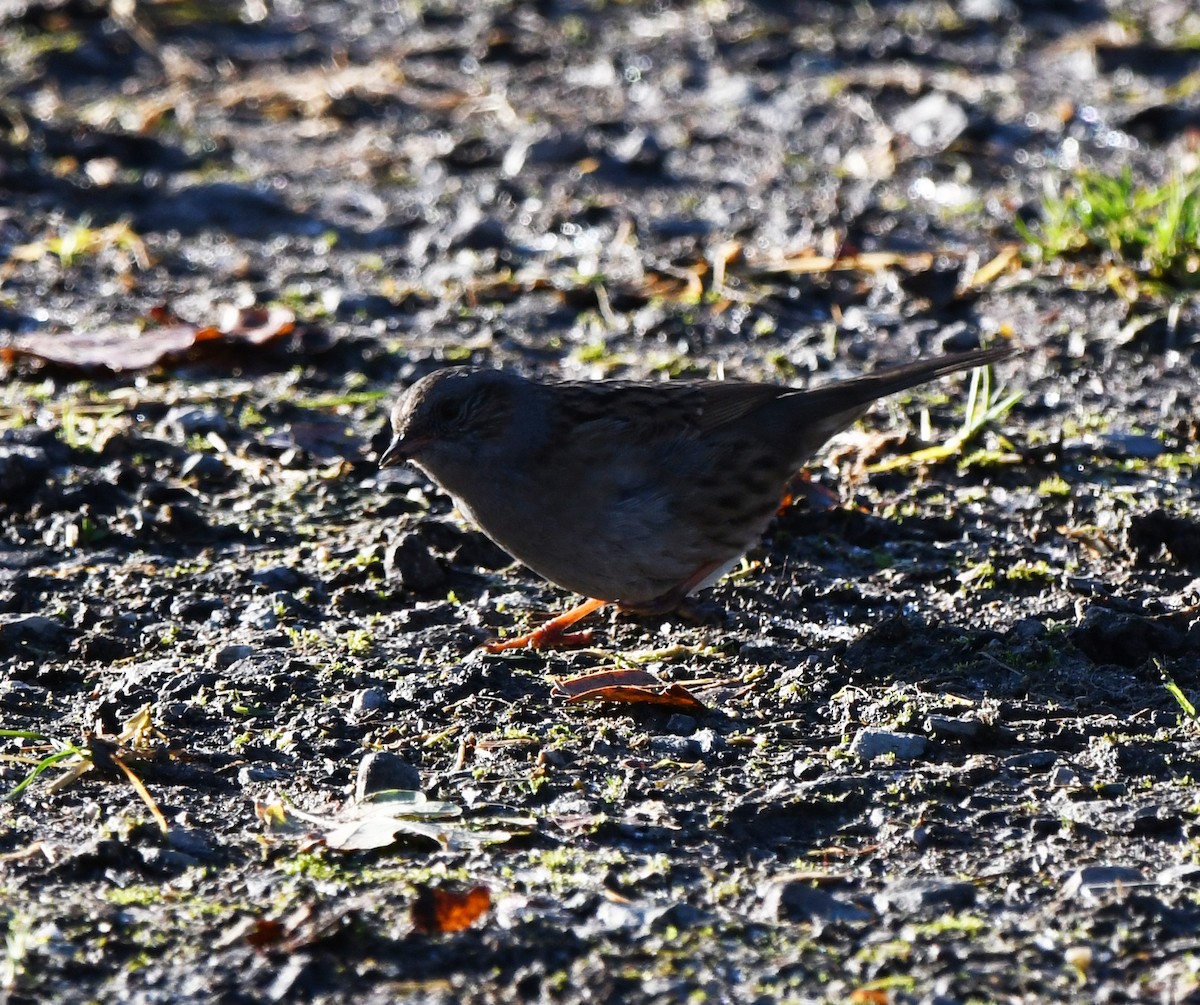 Dunnock - ML647886602