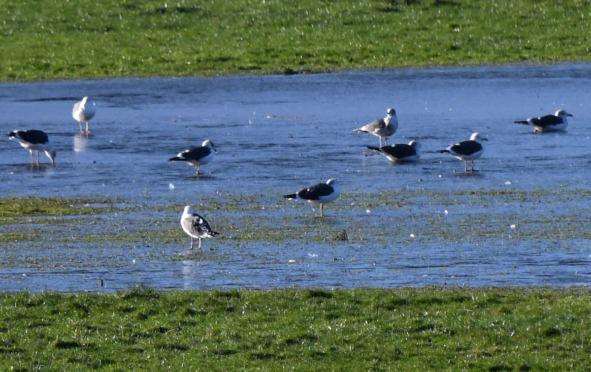 ニシセグロカモメ - ML647886609