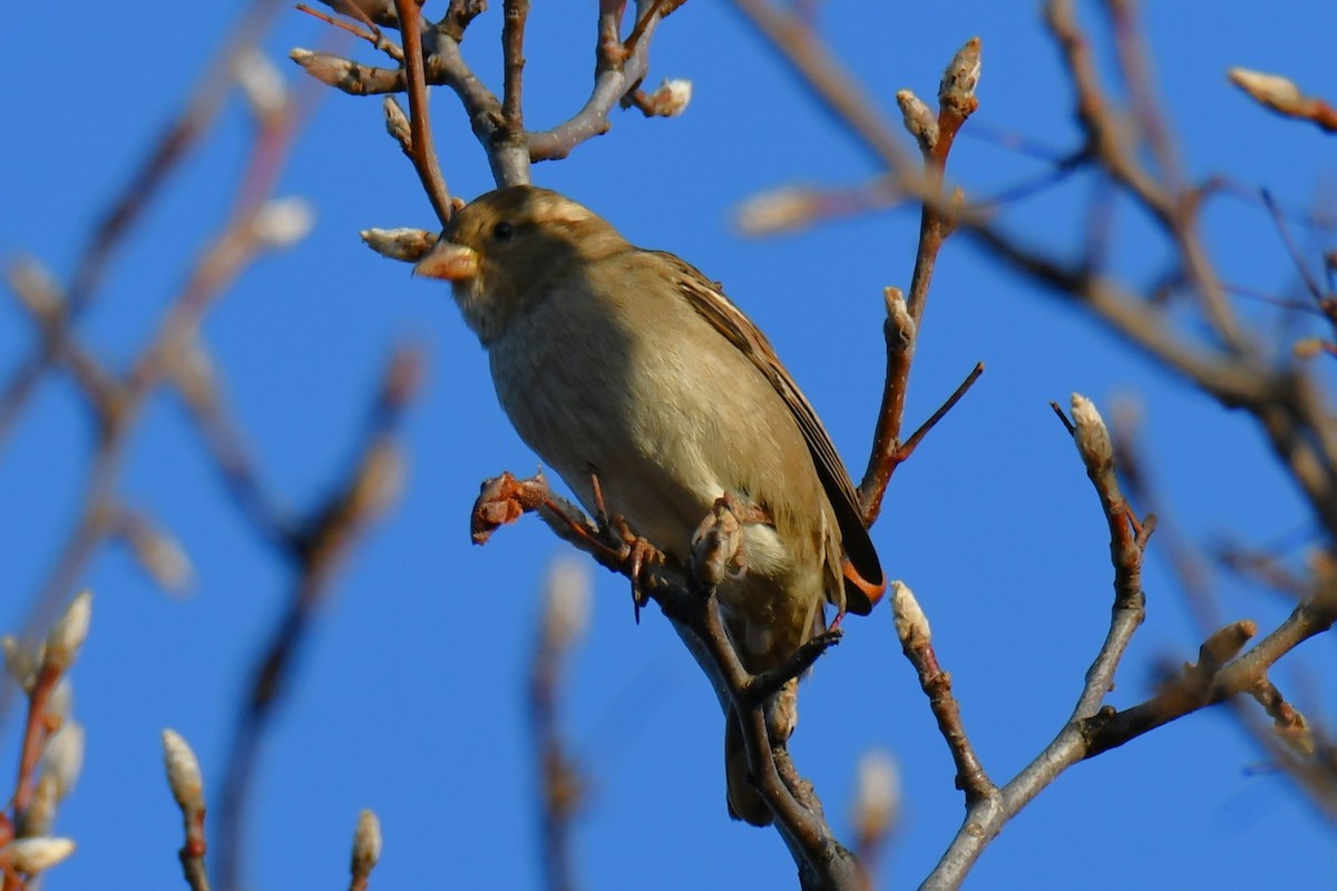 House Sparrow - ML647886627